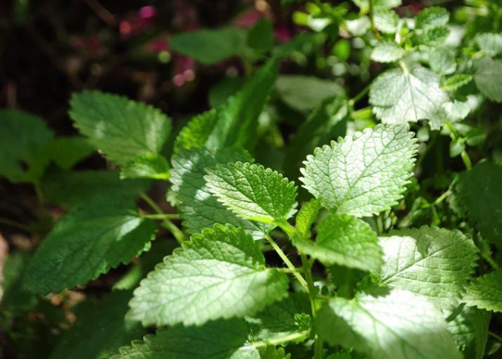 tanaman peppermint atau daun mint