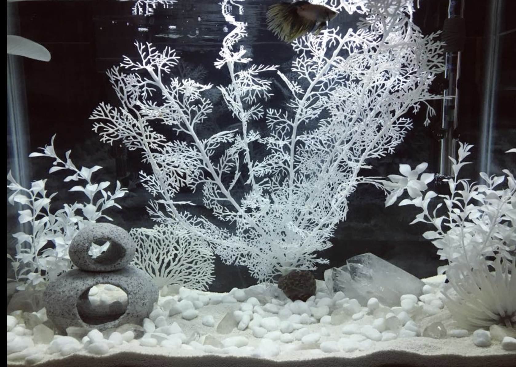 Dekorasi aquarium minimalis snow white