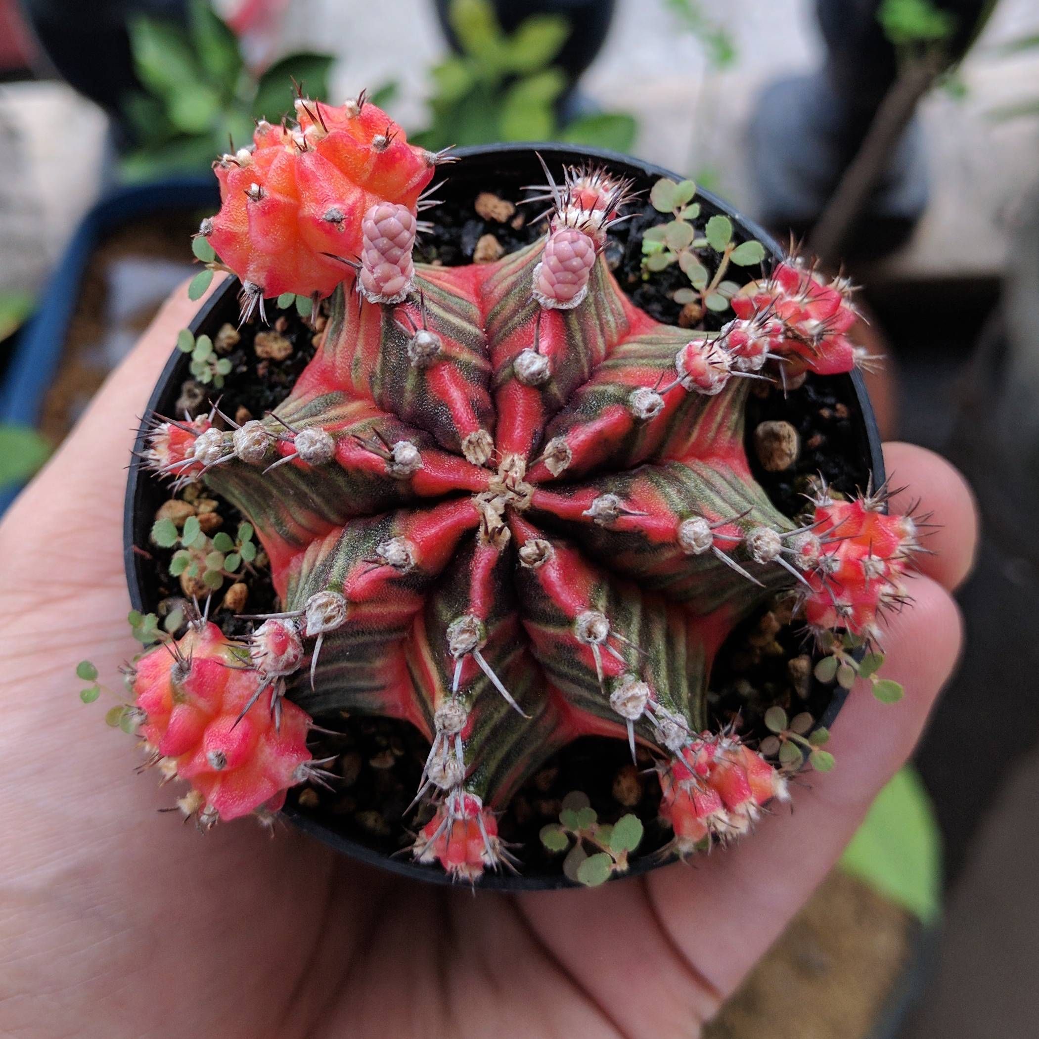 Gymnocalycium Mihanovichii