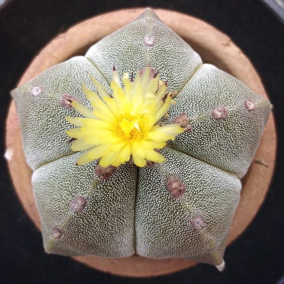 Jenis kaktus Astrophytum Myriostigma