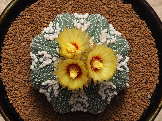 Astrophytum asteria