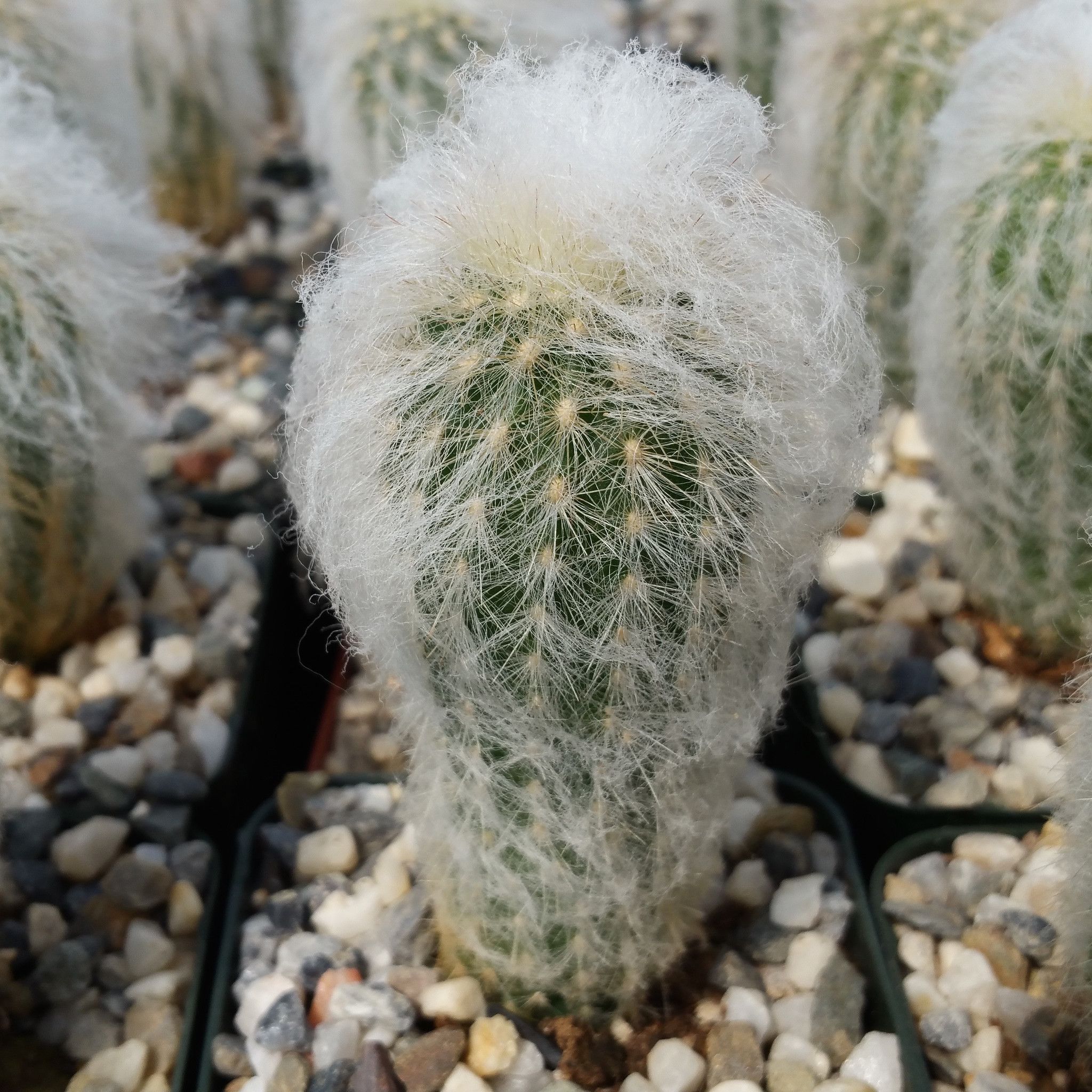 Old man cactus