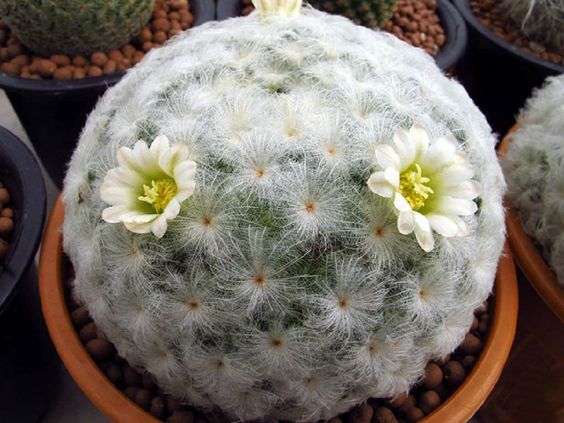 Feather cactus