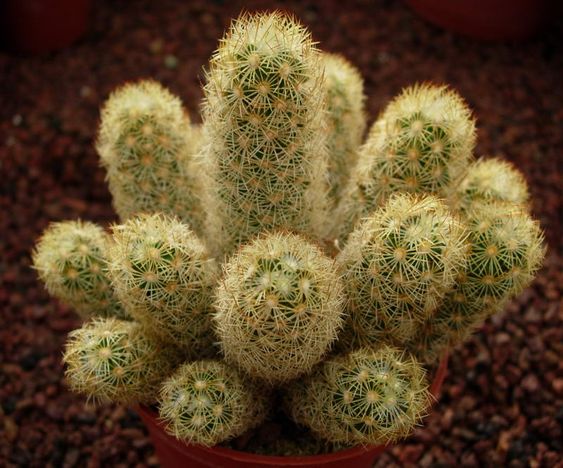 Mammillaria Elongata