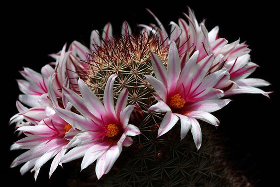jenis kaktus Mammillaria Fraileana