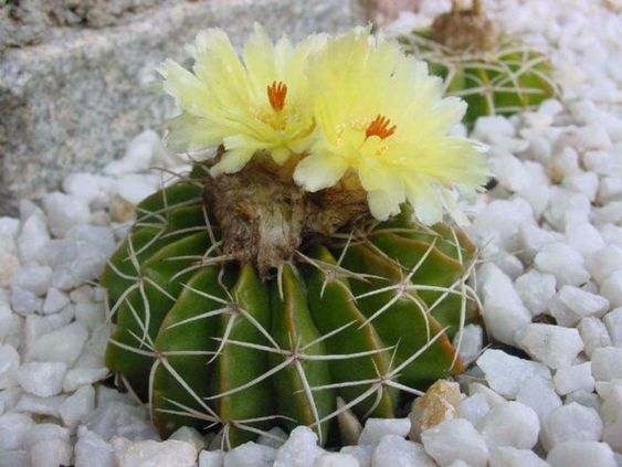 Parodia