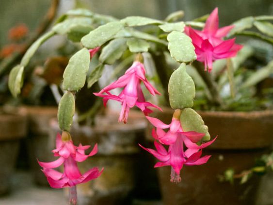 Schlumbergera