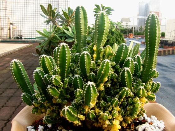 jenis kaktus fairy castle cactus