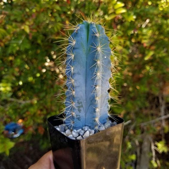 Pilosocereus Pachycladus