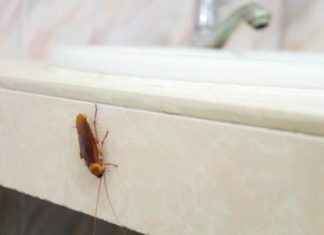 cara mengusir kecoa di rumah