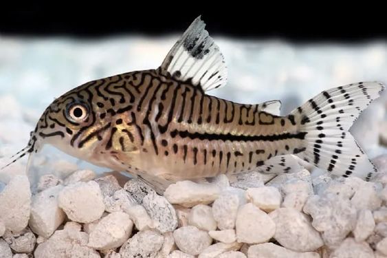 Ikan corydoras