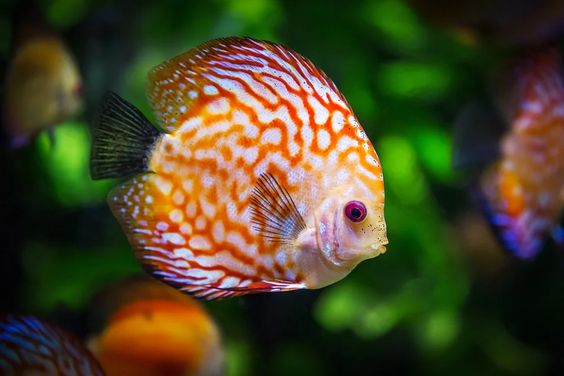 ikan discus