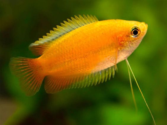 Ikan honey gourami