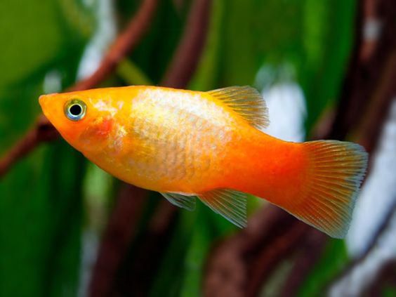 ikan platy