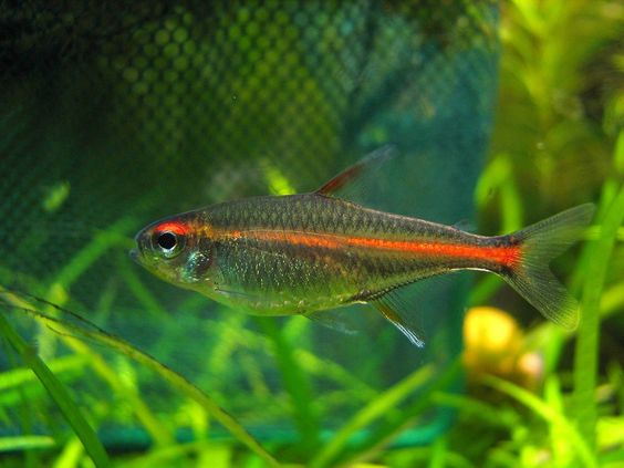 ikan tetra