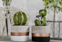 Jenis kaktus wajib anda punya