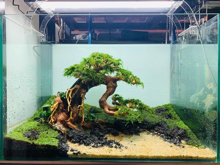 dekorasi aquarium minimalis bonsai