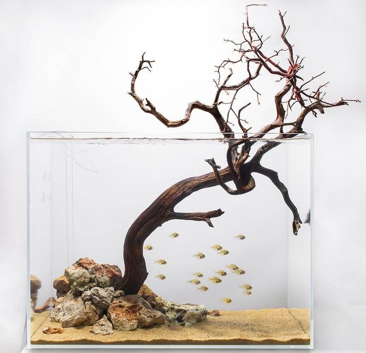 dekorasi aquarium minimalis pohon kering