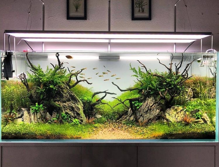 Dekorasi aquarium minimalis fairytale