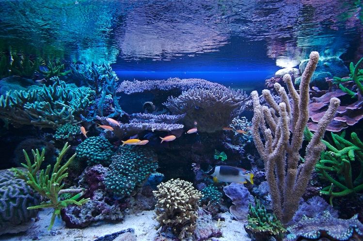 Dekorasi aquarium minimalis bawah laut