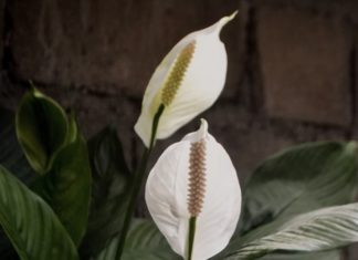 peace lily