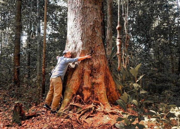 fakta dan manfaat kayu ulin