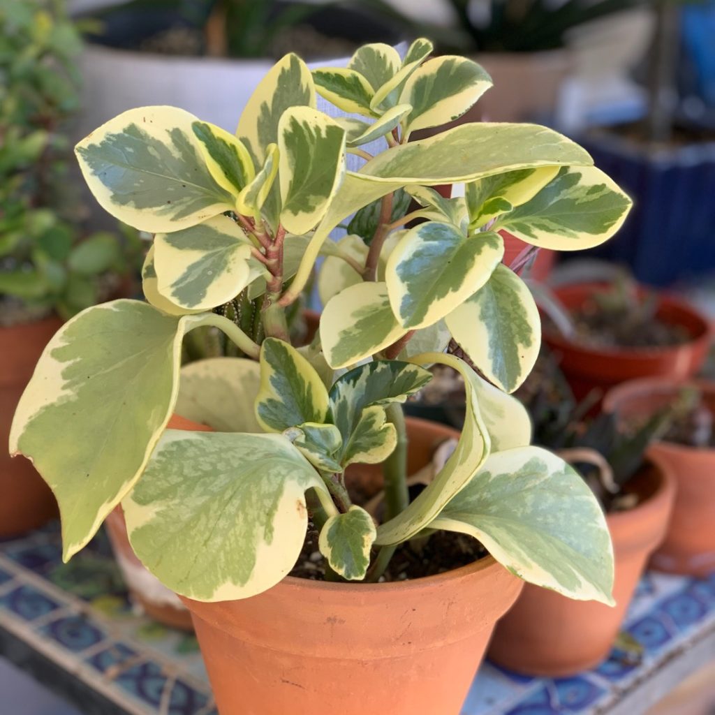 peperomia golden gate