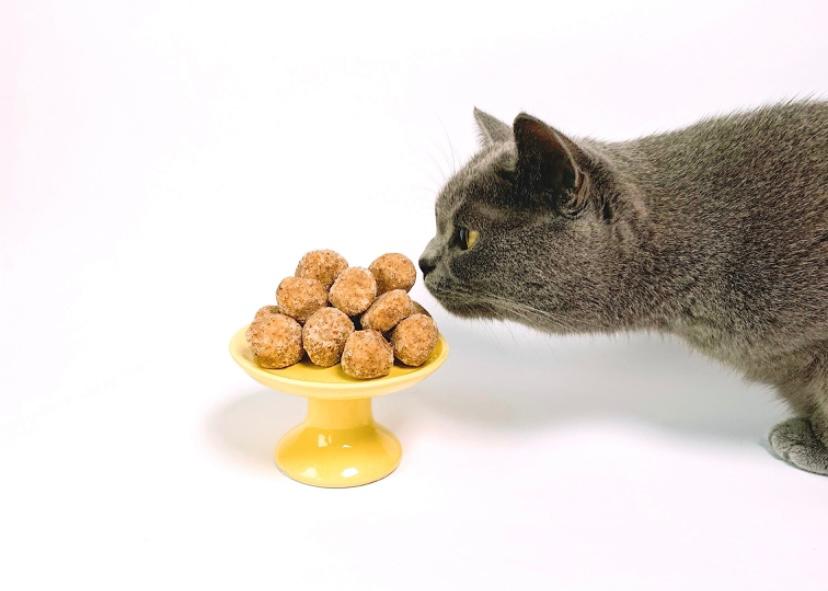 menjinakkan kucing dengan memberi makanan