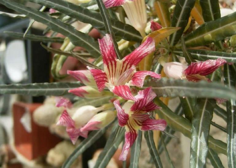 Adenium Crispum