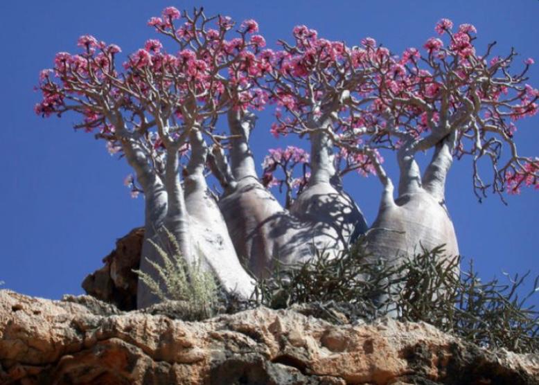 Adenium Socotranum