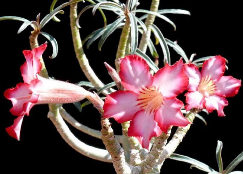 Adenium Somalense