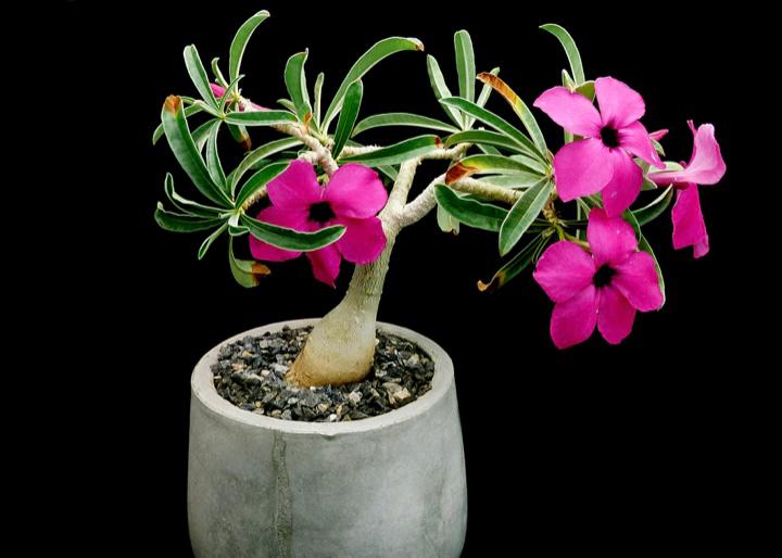 Adenium Swazicum