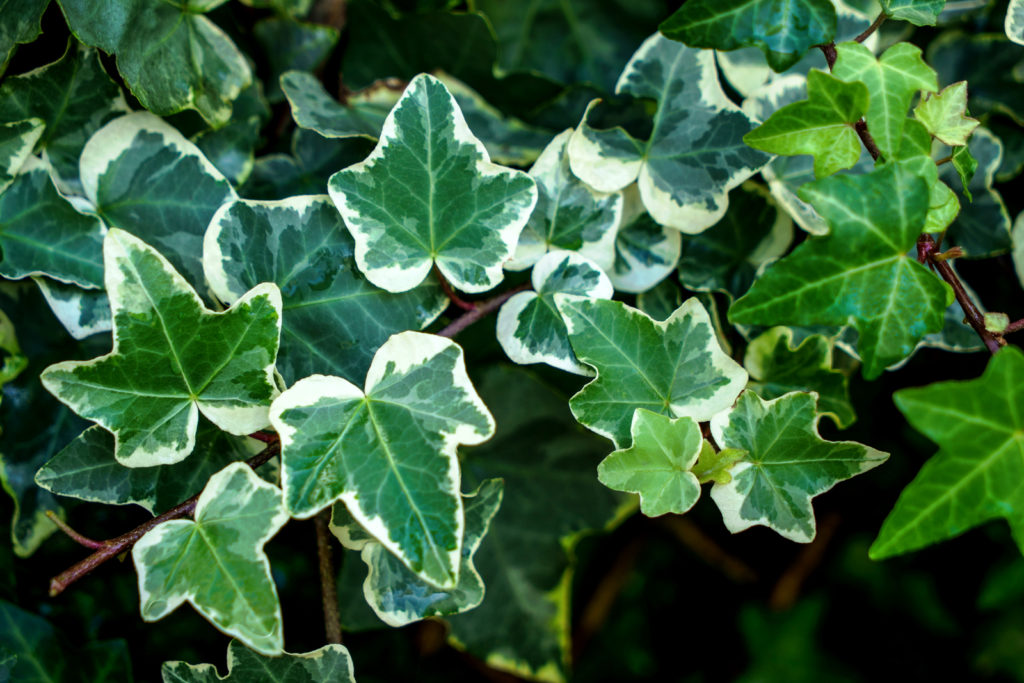 Hedera