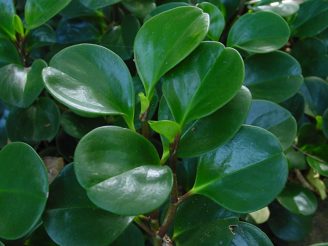 Magnoliifolia