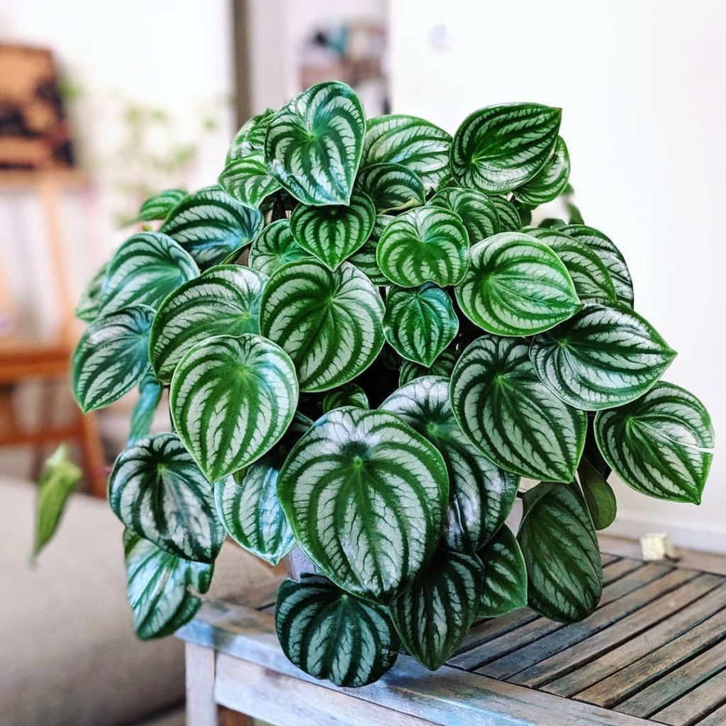 peperomia watermelon