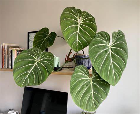 tanaman keladi Philodendron