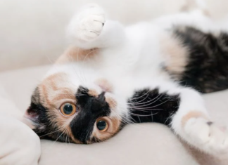 Masa kehamilan kucing