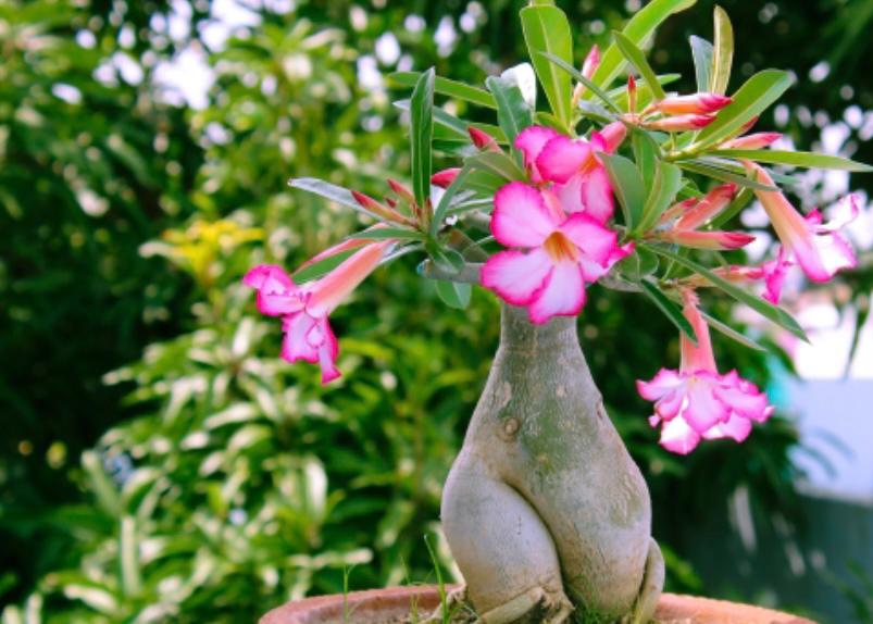 kamboja jepang, rekomendasi tanaman untuk taman