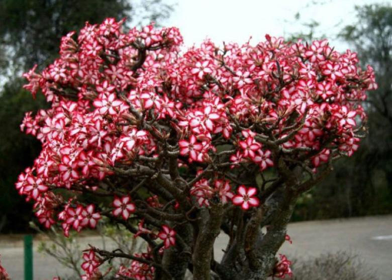 bunga adenium multiflorum