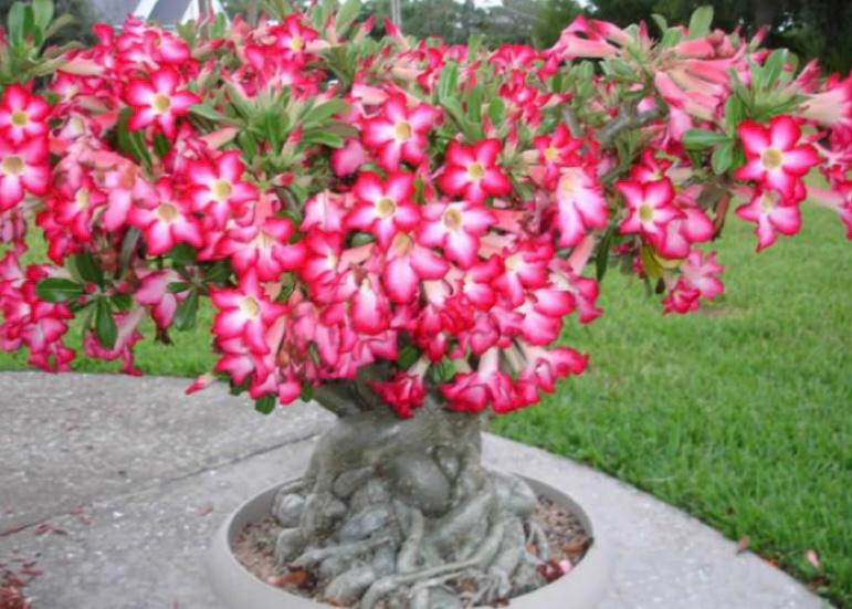 adenium obesum