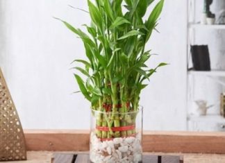 tanaman hias dalam ruangan bambu hoki