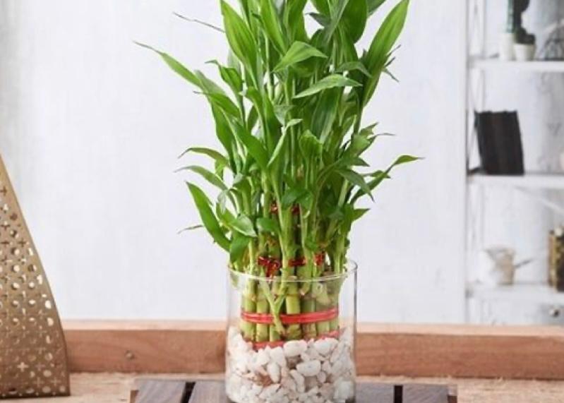 tanaman hias dalam ruangan bambu hoki