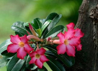 bunga adenium
