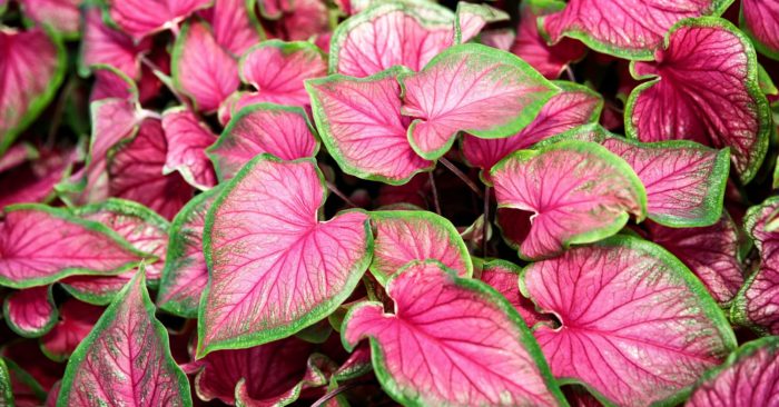 bunga keladi caladium