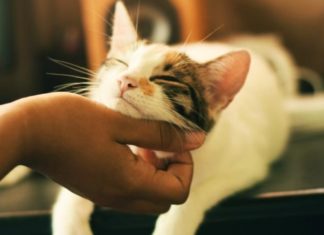 cara menjinakkan kucing