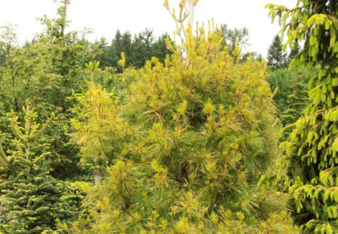 cemara chinese gold tree