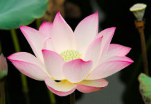 manfaat bunga lotus