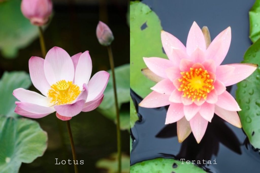 perbedaan lotus dan teratai
