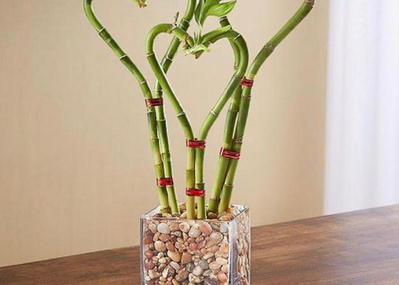 lucky bamboo