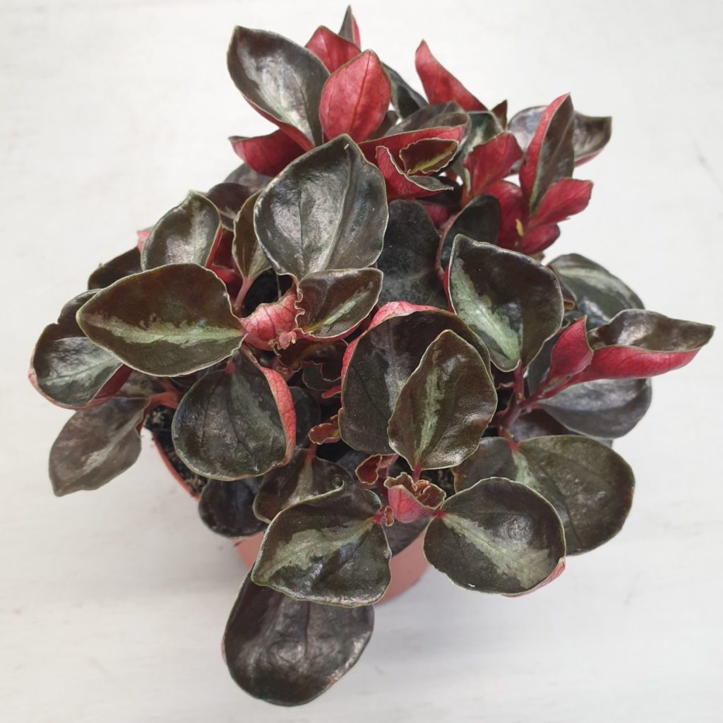 peperomia columbiana